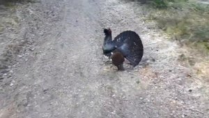Дикий глухарь нападает на людей