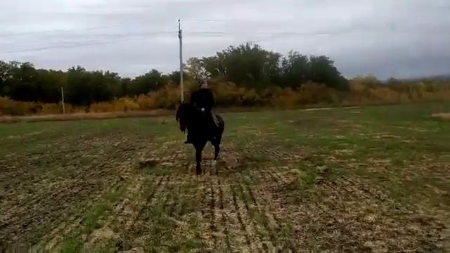 Жеребец ахалтекинской породы в поле смотреть онлайн