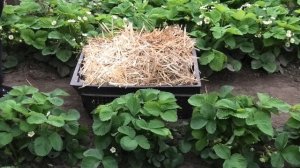 Уход за клубникой после цветения. Часть 3