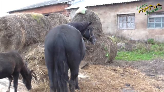 Лошади российских деревень, видео
