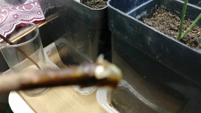 Вести с лоджии. Как зимуют розы из черенков. Подрастают пеларгонии, бегонии и другие цветы. смотреть онлайн