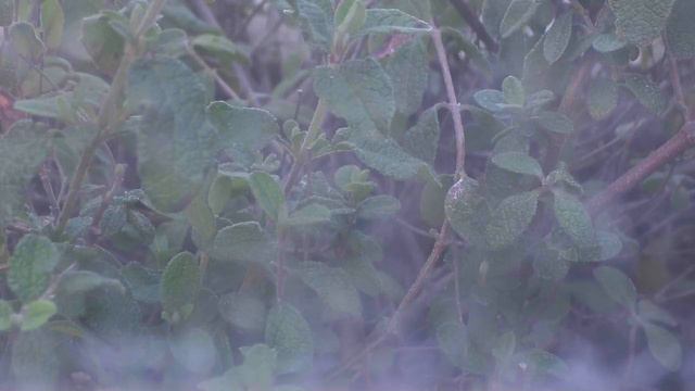 Last Post Ceremony: Lance Sergeant Charles Edward Smith - 17 August 2019 смотреть онлайн
