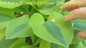хостa Luna Moth