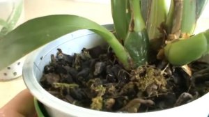 Орхидея Зигопеталум. Домашнее содержание.Что знаю я.