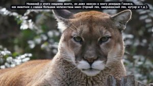 Пума - Cougar (Энциклопедия животных)