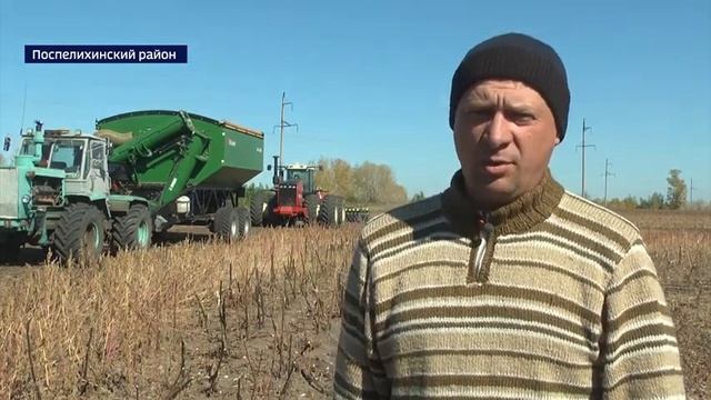 В Поспелихинском районе приступили к уборке подсолнечника смотреть онлайн