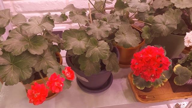 Обзор цветения моих пеларгоний на 26.03!! Фавориты моей коллекции!! смотреть онлайн