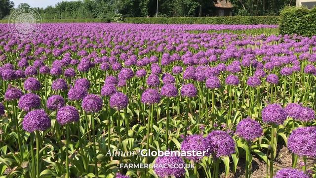 Allium 'Globemaster' (purple Allium fields) - FarmerGracy.co.uk смотреть онлайн
