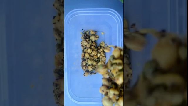 SUPER FOODS FOR WEIGHT LOSS|How i lose 46kg in 3 months|What to eat to lose weight|Usman Butt смотреть онлайн