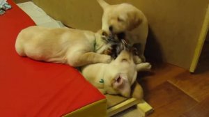 щенки лабрадора из питомника 1,5 месяца