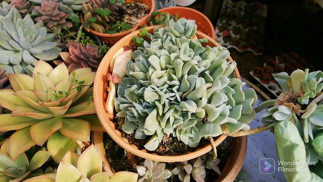 Cara mudah membiakkan echeveria runyonii смотреть онлайн