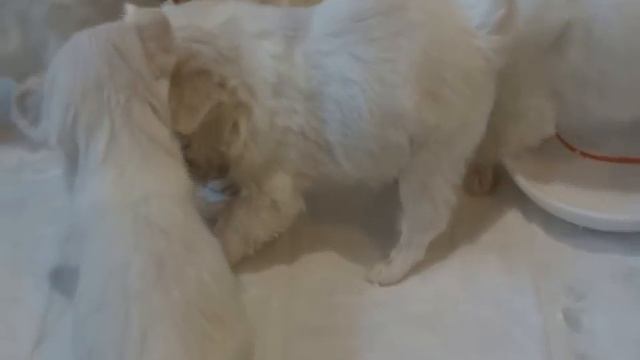 Щеночки  1 месяц и неделя, первый раз кушают творожок смотреть онлайн