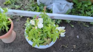 # 221. Приехали поужинать на участок после работы. Готовим, накрываю стол. Обзор участка 2023