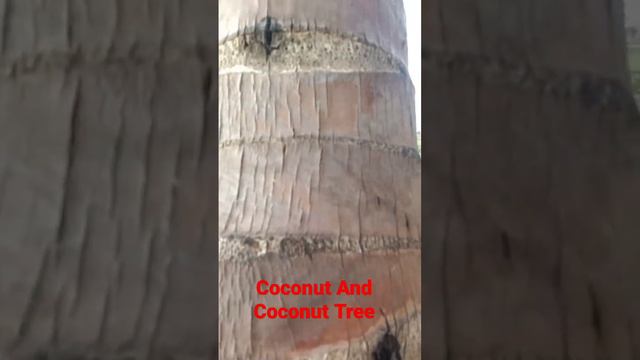 Coconut And Coconut Tree