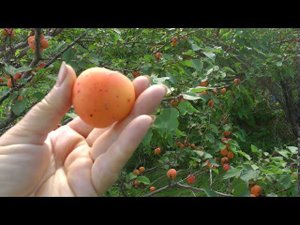 в Хакасии абрикосы любят воду