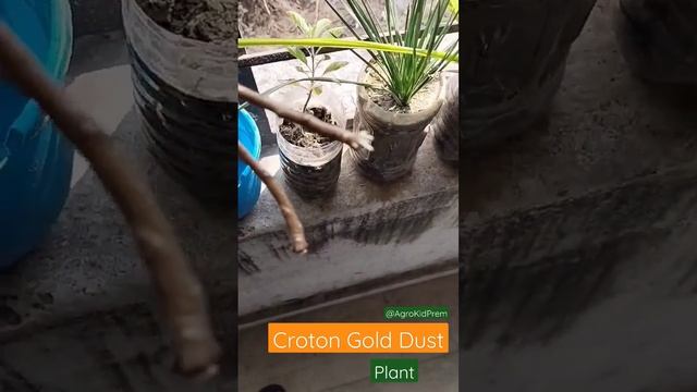 Stem Cutting ? Croton Gold Dust Plant ? Successful #cultivation #agricultural #AgrokidPrem #organic смотреть онлайн