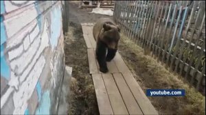 Заринский район атаковали медведи