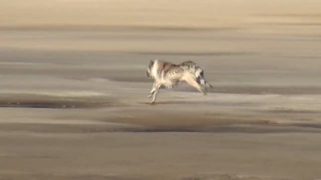 Белый медведь vs Боцман смотреть онлайн