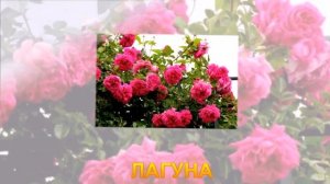 САМЫЕ ЛУЧШИЕ И САМЫЕ КРАСИВЫЕ ПЛЕТИСТЫЕ РОЗЫ