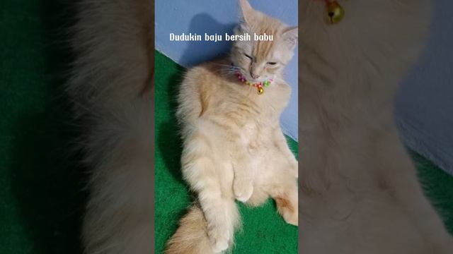 Capek😩 #cutecat #viral #kucingoren #kucingviral