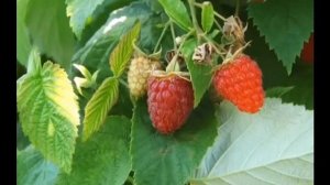 МАЛИНА, ВСЕ СЕКРЕТЫ, УХОД, ПОДКОРМКА, МАЛИНОВОЕ ДЕРЕВО