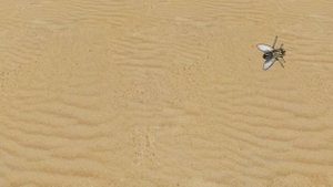 CAT GAMES l Cat game catch Big fly | CAT TV | 10 min. (top view)