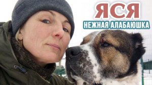 ЯСЯ, нежнейшая собака алабаюшка 7 лет, на передержке, поможем РЕПОСТАМИ найти дом и любовь ❗❗