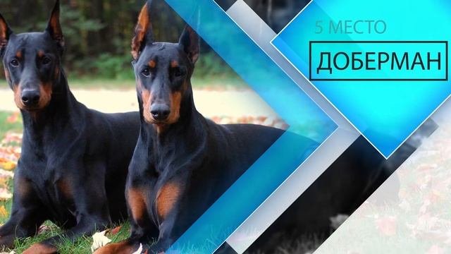 Самые умные породы собак в мире ( ТОП 10 )