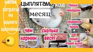 Месячные цыплята/Считаем затраты/Реально ли спасти жизнь в яйце/