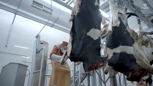 Технология убоя КРС FELETI | Сattle slaughter technology смотреть онлайн