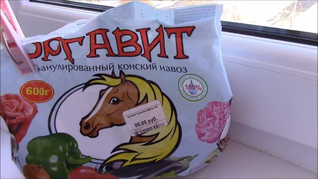 Огород на балконе. Первый урожай китайского огурца.
