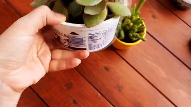 Мучнистый червец побежден. Подведем итоги