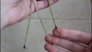 Как Укоренить Лист Кислицы.