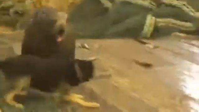 Морской котик и рыбак в полёте смотреть онлайн