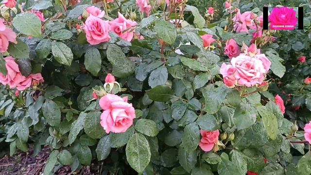 РОЗА ИНСТИТУТ ЛЮМЬЕР. Обзор начинающим смотреть онлайн