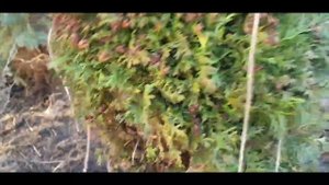 Чистим ТУЮ от старой хвои/Зачем нужны обвязки хвойников