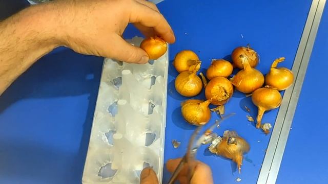 Как сделать мини-ферму по выращиваю лука. Домашняя грядка смотреть онлайн