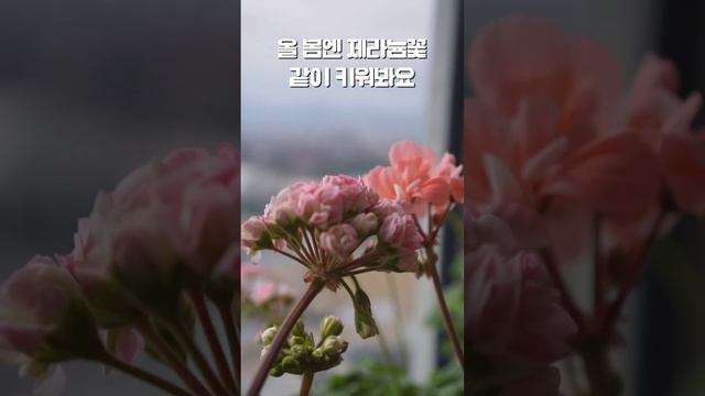 제라늄을 잘 키워 보고 싶은분들#입문자#시리즈#요점만#1분꿀팁찾기