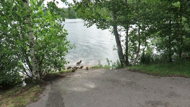 MVI 7088 Финляндия, озеро Весиярве смотреть онлайн