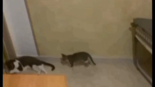 😅primi giorni della conoscenza🐾💖🐈Merylin Monroe 3mesi&Sisma-Zezar-Supchik 4anni#kitten#cat#felini