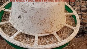 Агидель утка. /Часть 6/ Забой в 50 суток, вес в чистом виде