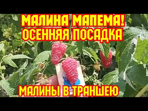 Малина Мапема, Стоит ли сажать малину в траншею!