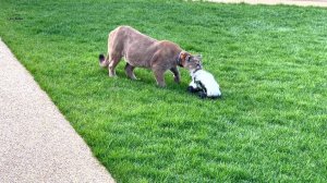 Пума Месси охотится за пушистой добычей!