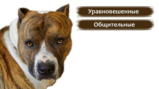 Американский стаффордширский терьер, стаффорд - породы собак.