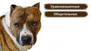 Американский стаффордширский терьер, стаффорд - породы собак.