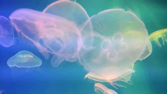 Медузы в петербургском Океанариуме смотреть онлайн