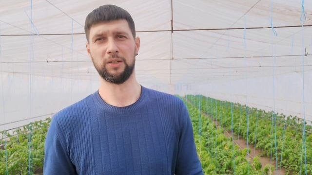 Подкормки томатов по фазам развития и электропроводность питательного раствора!