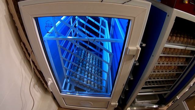ИМПОРТНОЕ ЯЙЦО В ОТЕЧЕСТВЕННЫЙ ИНКУБАТОР / РАЗБРОС ТЕМПЕРАТУРЫ В ИНКУБАТОРЕ / КАЧЕСТВО ЯЙЦА