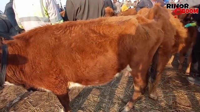 МАЛ БАЗАР 28-АПРЕЛЬ 2021-ЖЫЛ/QANLIKOL MAL BAZARI/САМЫЕ БОЛШИЕ БЫК/BIG BULLS IN THE WORLD