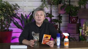 Как навсегда избавится от муравьёв в доме ✔️ Эффективные препараты от муравьёв